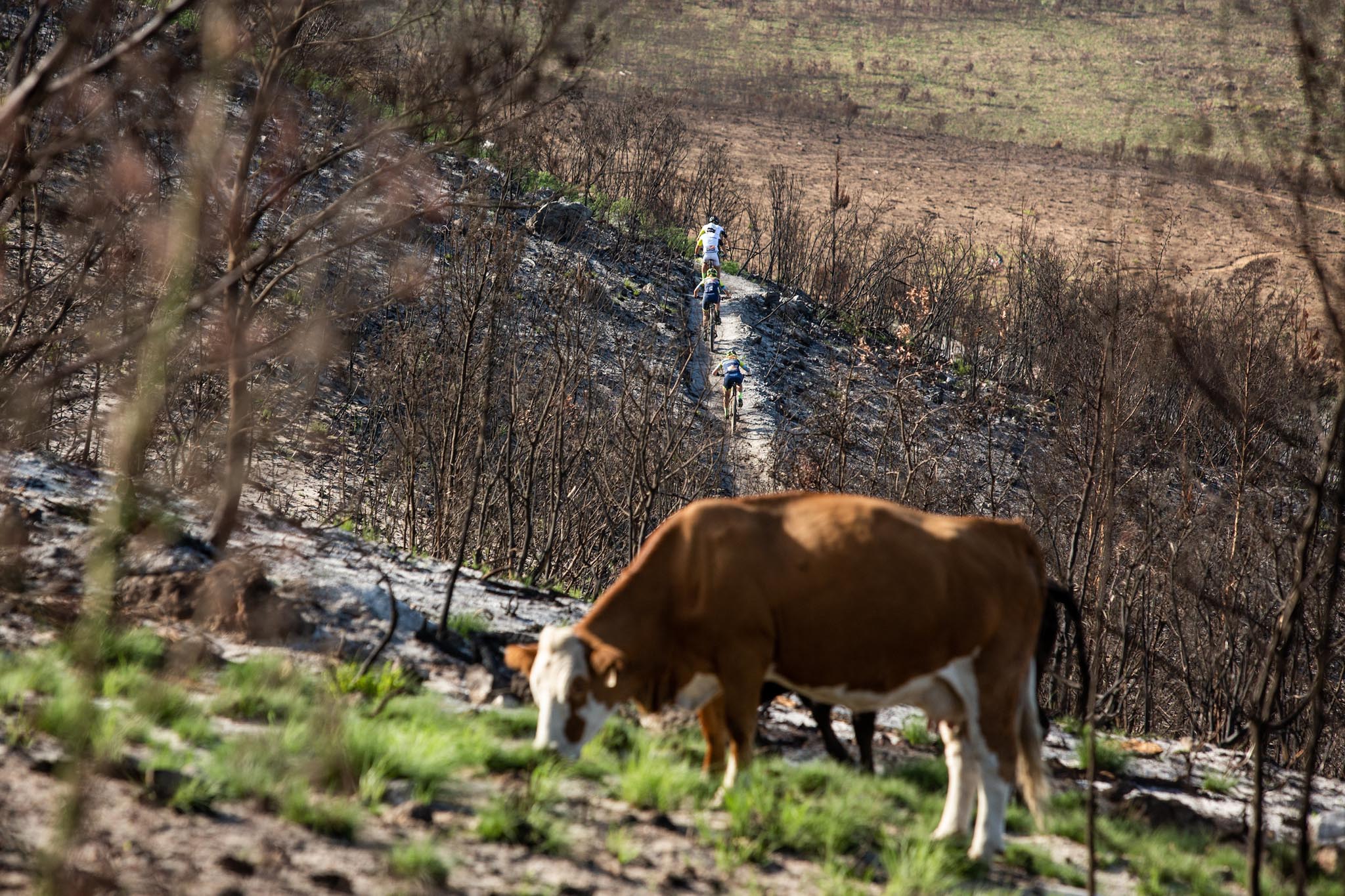 Copyright Sam Clark/Cape Epic